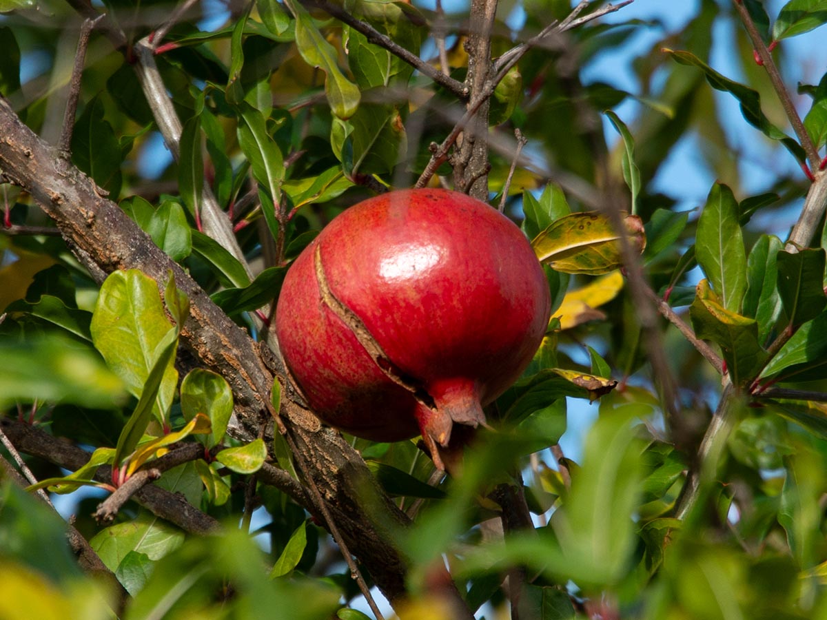 Frucht
